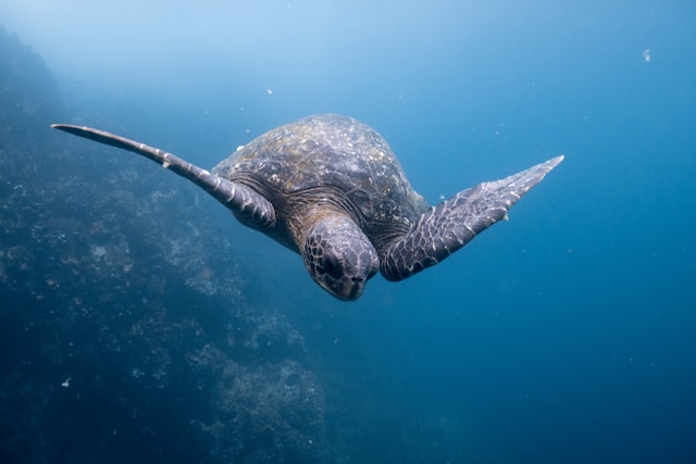 エクアドル・ガラパゴス諸島の入島料が8月から改定